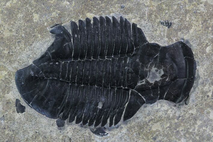Asaphiscus Trilobite Molt - Wheeler Shale, Utah #97175